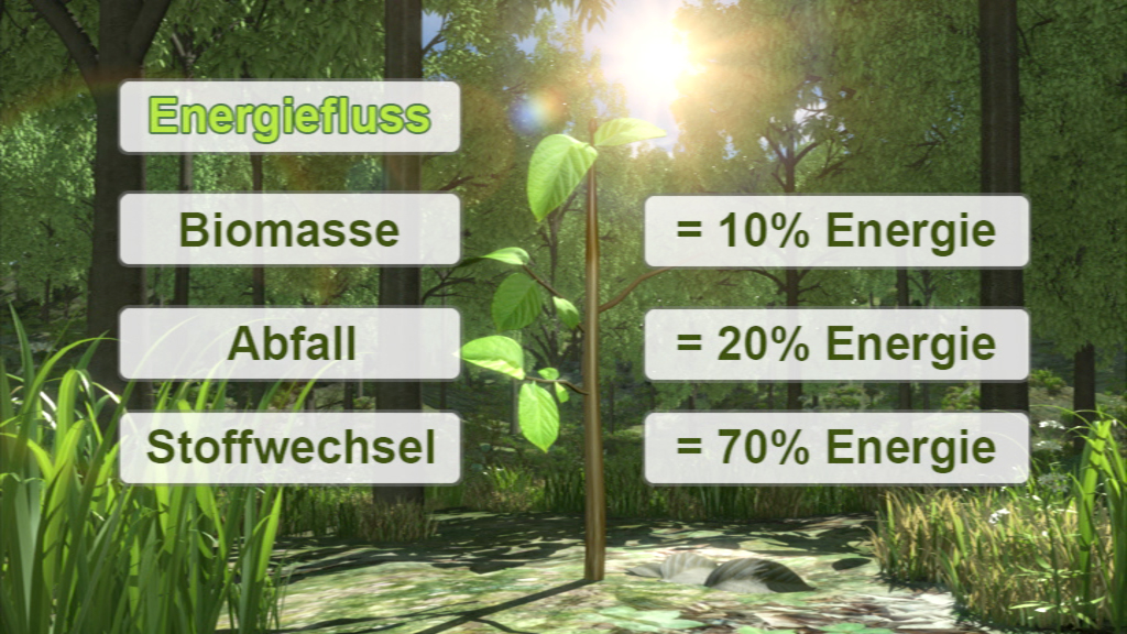 Grafik über den Energiefluss in einem Ökosystem mit den Kategorien Biomasse, Abfall und Stoffwechsel, die jeweils Prozentsätze der Energie darstellen.