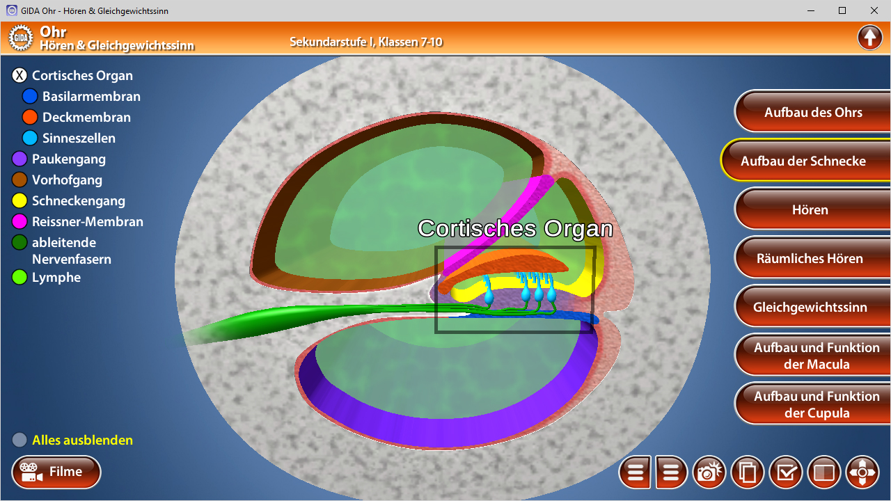 Diagramm des menschlichen Ohrs mit Beschriftungen zu verschiedenen Teilen wie dem Cortischen Organ und der Schnecke.