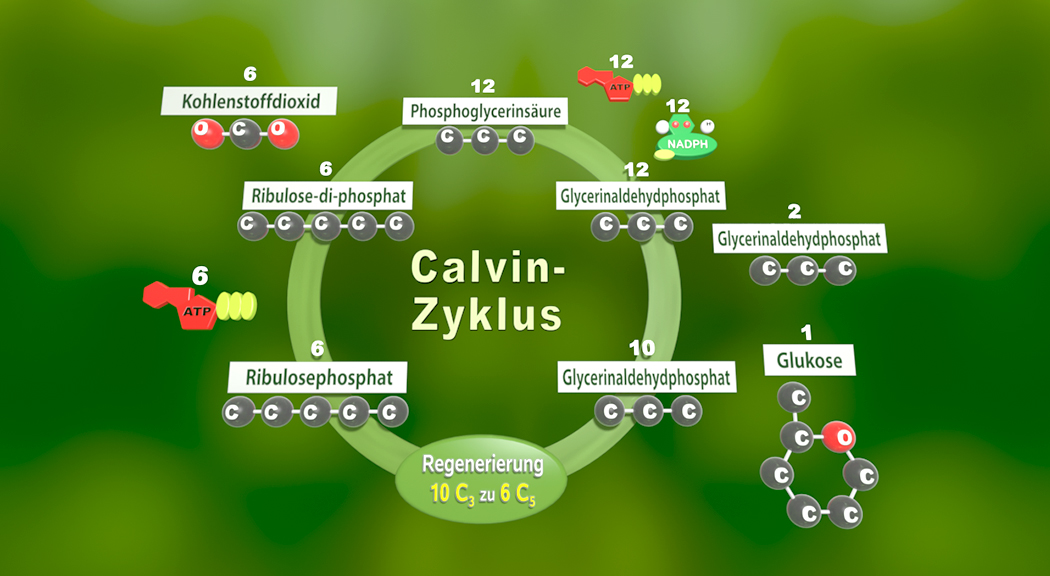 Diagramm des Calvin-Zyklus mit chemischen Verbindungen und Zahlen zur Darstellung der Moleküle.