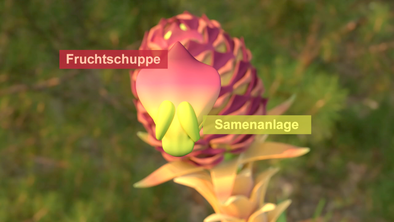 3D-Darstellung einer Blume mit beschrifteten Teilen: 'Fruchtschuppe' und 'Samenanlage'.