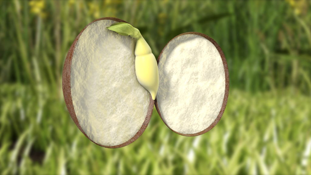 Eine geschnittene Frucht zeigt das innere Fruchtfleisch und einen Samen.