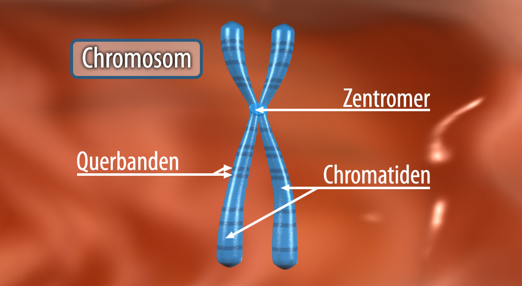 Diagramm eines Chromosoms mit Beschriftungen für Zentromer, Querbänder und Chromatiden.