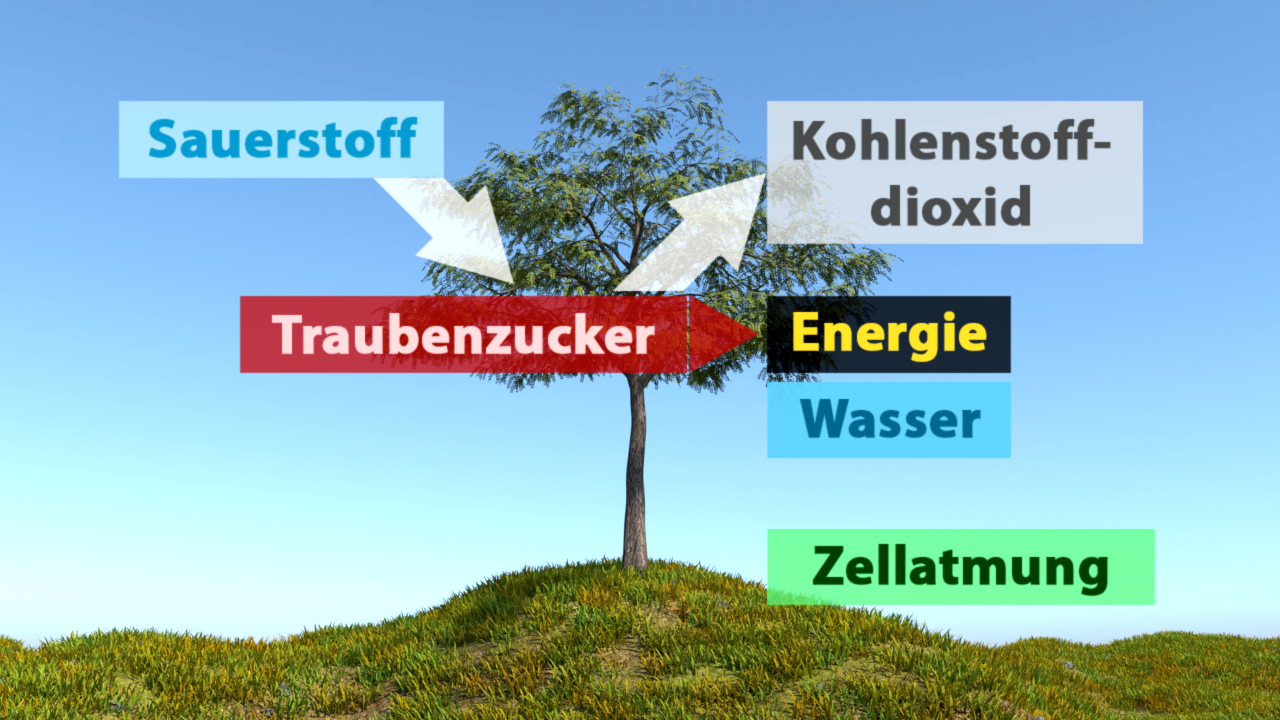 Diagramm eines Baumes, das den Prozess der Zellatmung zeigt, mit den Elementen Sauerstoff, Kohlenstoffdioxid, Traubenzucker, Energie, Wasser und Zellatmung.