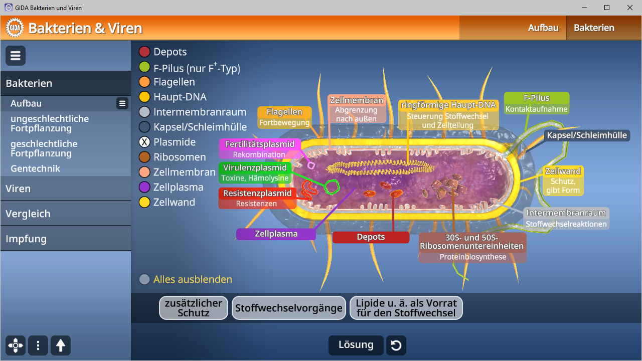 Diagramm einer Bakterienzelle mit beschrifteten Komponenten wie Plasmid, Zellwand und Ribosomen.