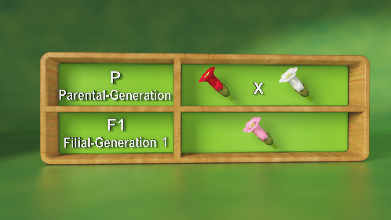 Diagramm zur Vererbung mit P (Elterngeneration) und F1 (Erstfilialgeneration) sowie roten, weißen und rosa Blumen.