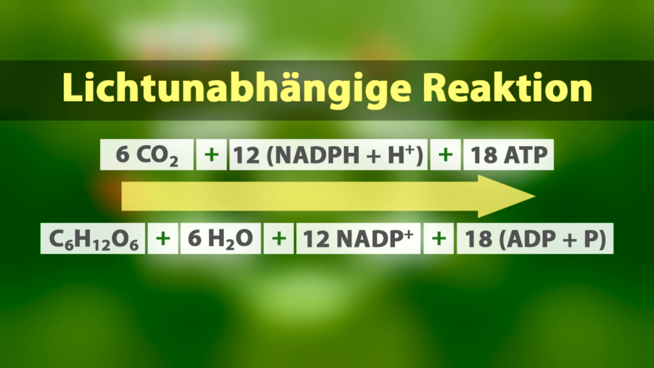 Diagramm zur lichtabhängigen Reaktion der Photosynthese mit chemischen Formeln und Reaktionsprodukten.
