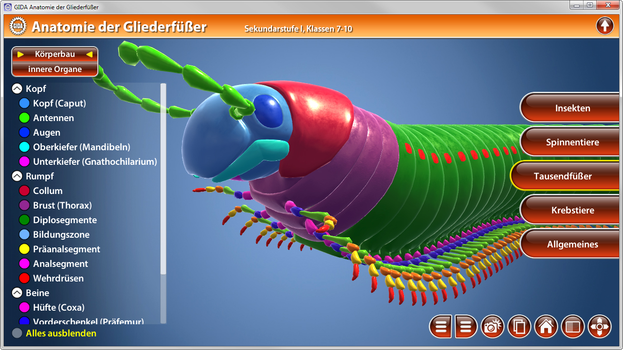 Interaktive 3D-Darstellung der Anatomie von Gliederfüßern, zeigt Körperbau und innere Organe.