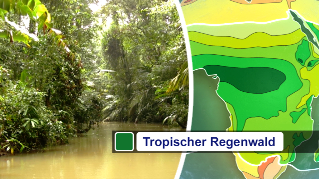 Tropischer Regenwald mit einem Fluss und einer farbigen Karte im Vordergrund, die verschiedene Vegetationszonen zeigt.