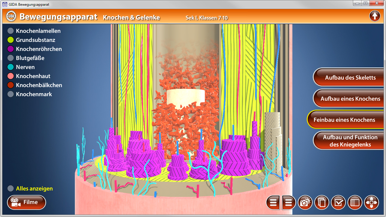 3D-Darstellung des Bewegungsapparats mit Knochen, Gelenken und Blutgefäßen, farblich hervorgehoben.