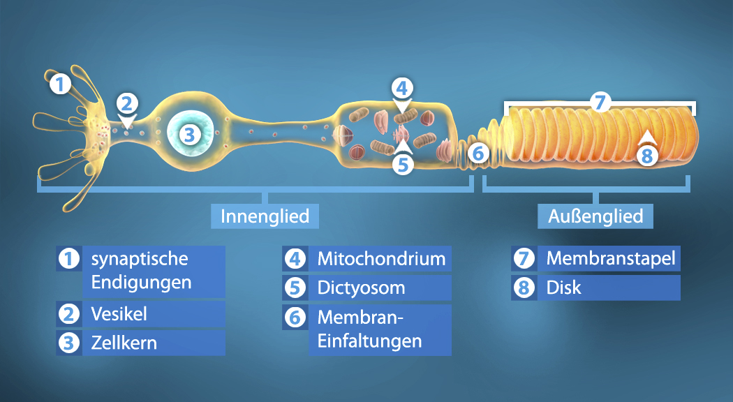 Illustration eines Neurons mit Beschriftungen zu synaptischen Endigungen, Vesikeln, Zellkern, Mitochondrien, Dictyosomen, Membraneinfaltungen, Membranstapeln und Disk.