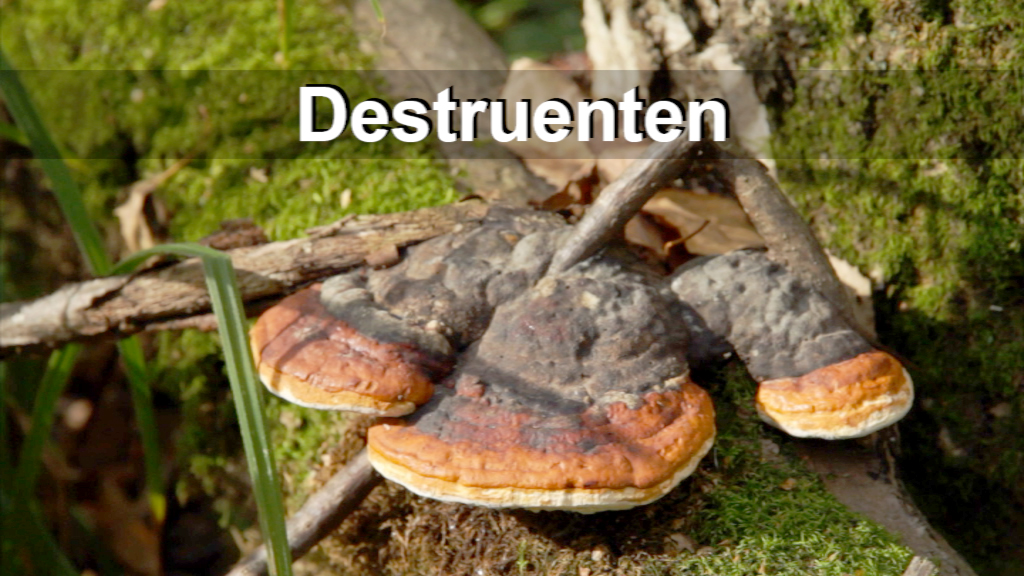 Drei Destruenten-Pilze auf einem Baumstamm, umgeben von Moos und Ästen.