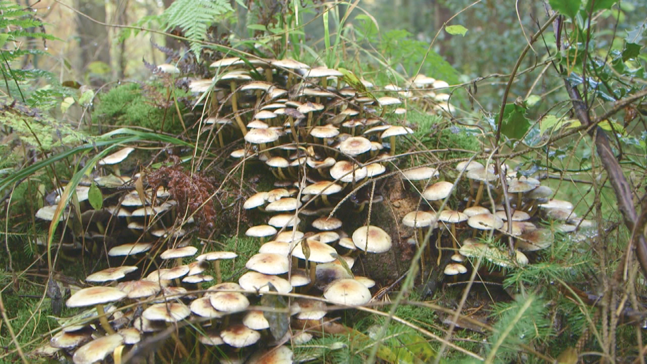 Eine Gruppe von Pilzen mit hellen Kappen, die auf moosbedecktem Boden im Wald wachsen.