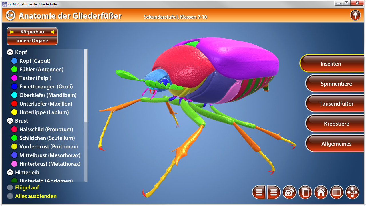 3D-Modell eines Insekts mit bunten Körperteilen, zeigt Kopf, Brust und Beine, mit Beschriftungen für verschiedene Körperteile.