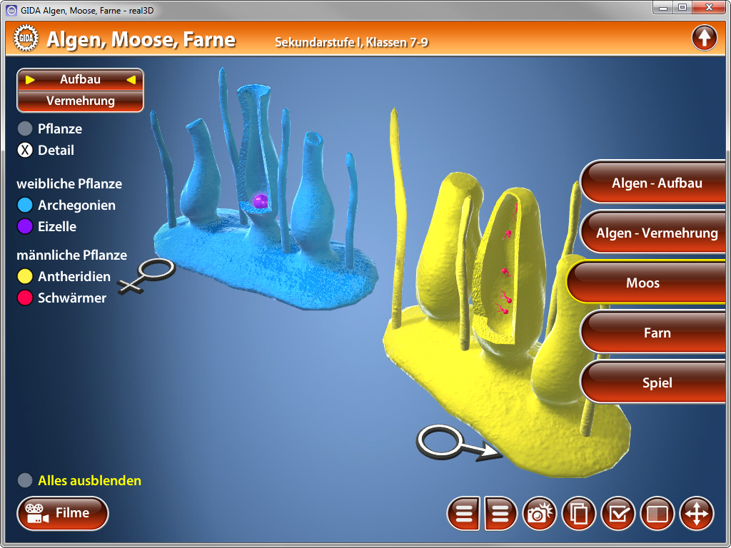 3D-Diagramm von Algen, Moosen und Farnen mit farblich markierten Strukturen zur Fortpflanzung und Pflanzenarten.