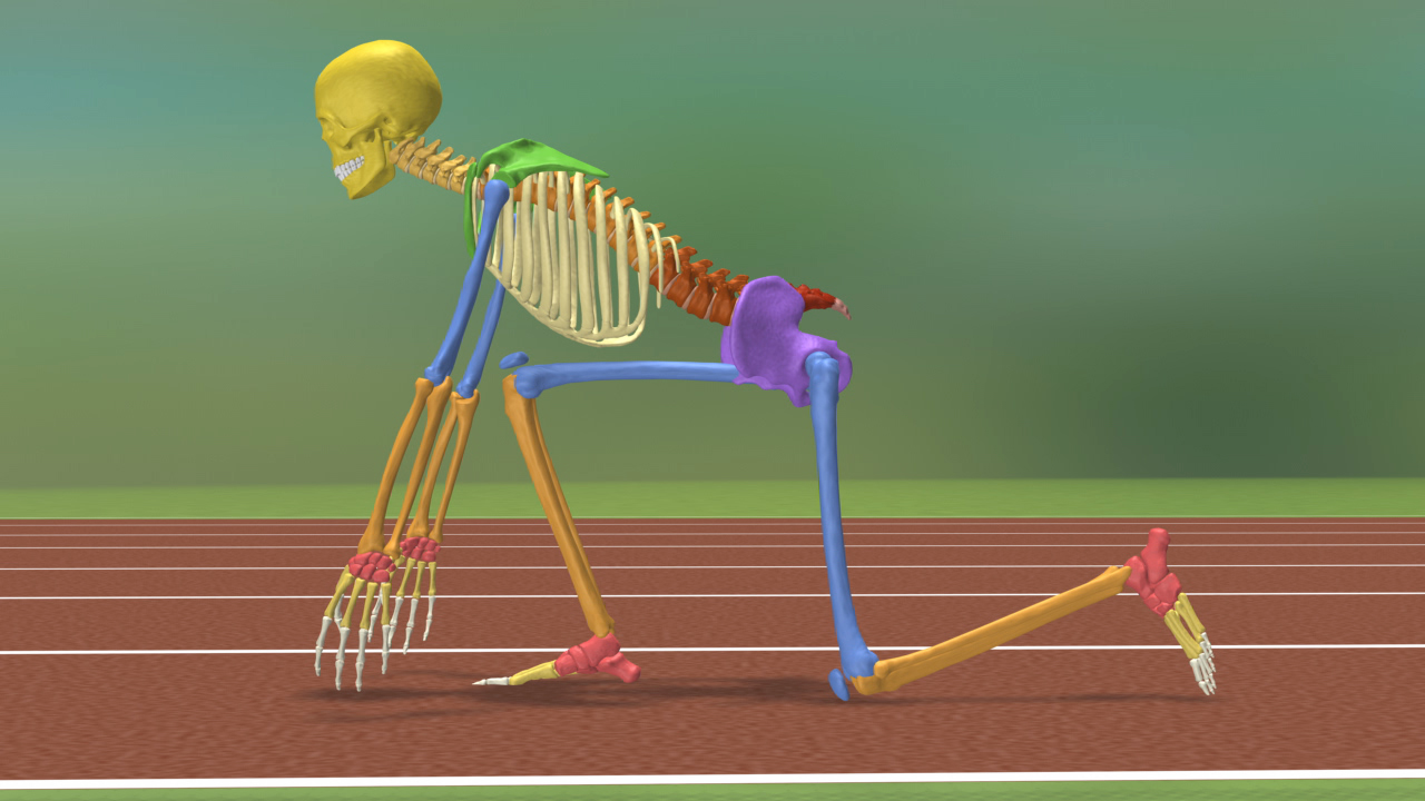 Ein schematisches Skelettmodell in der Startposition für einen Sprint auf einer Laufbahn.