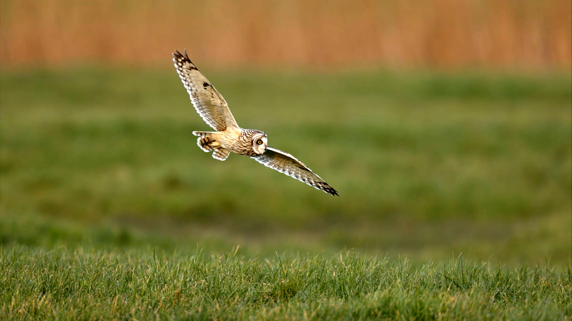 Eule im Flug knapp über einer grünen Wiese vor unscharfem Hintergrund