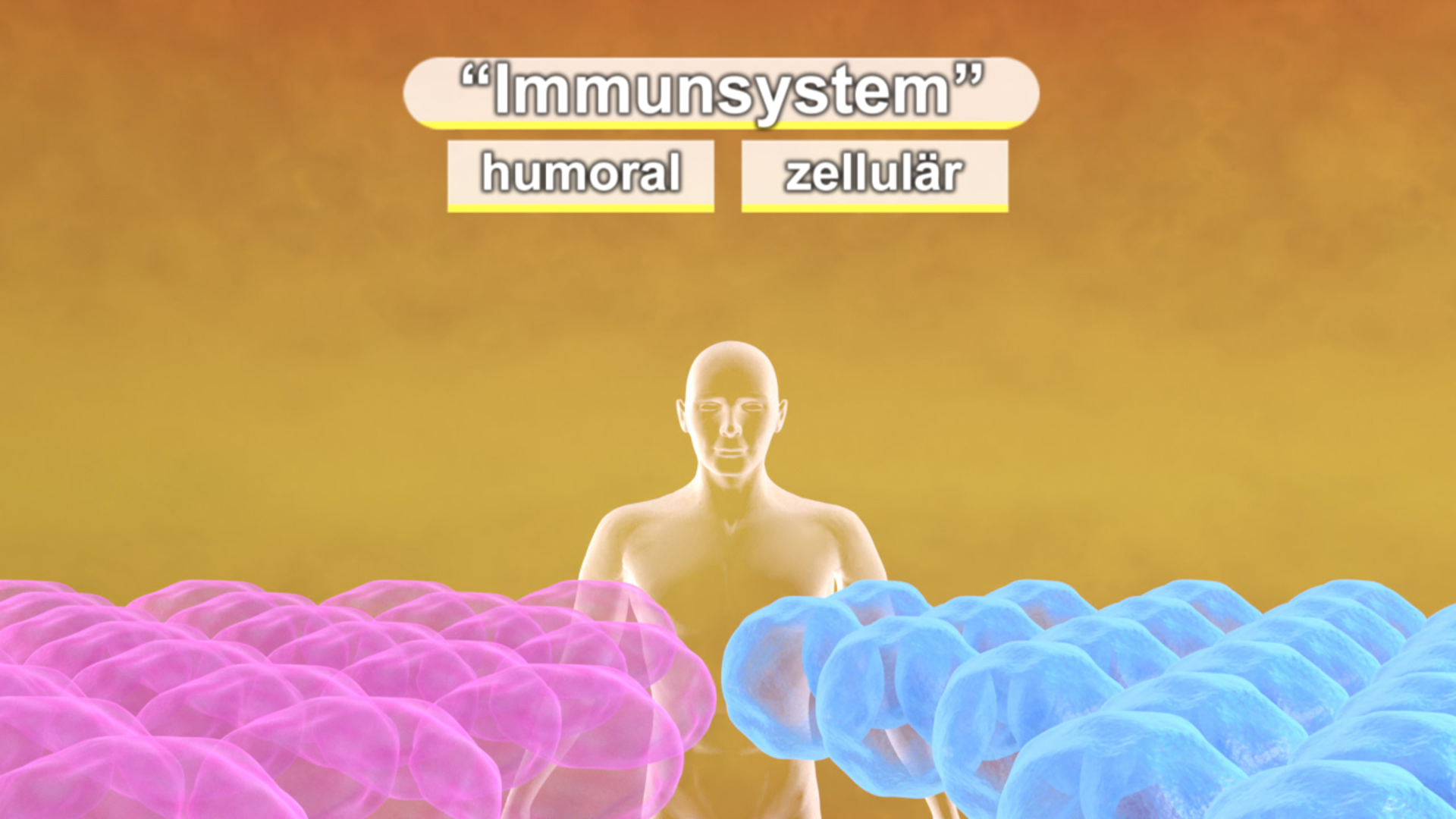 Grafik, die das Immunsystem zeigt, unterteilt in humorale und zelluläre Komponenten, mit einer menschlichen Figur in der Mitte.