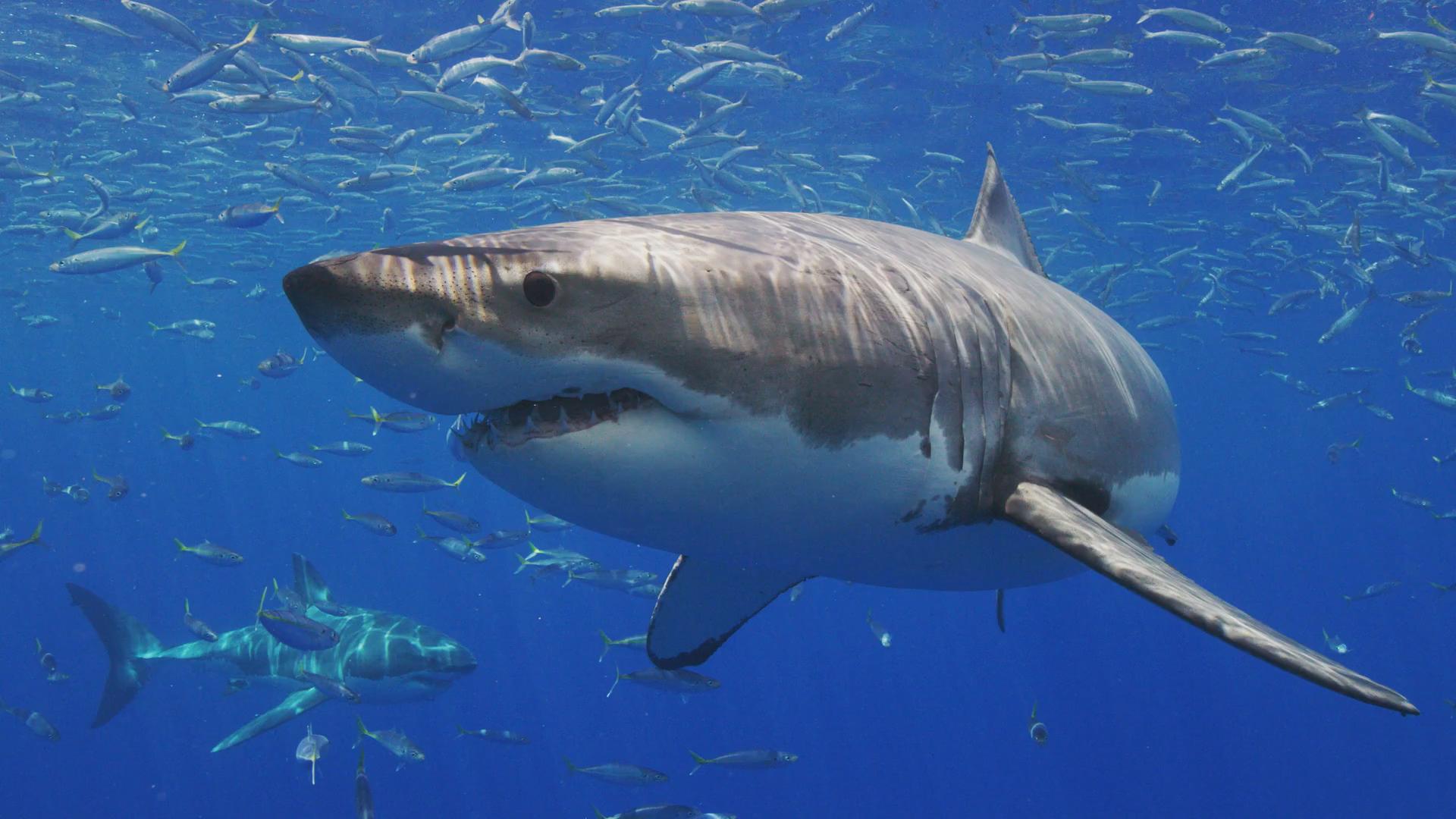 Ein großer Weißer Hai schwimmt durch klares, blaues Wasser, umgeben von kleinen Fischen.
