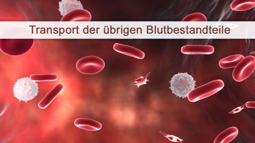 Grafik, die den Transport von Blutbestandteilen wie roten Blutkörperchen und weißen Blutkörperchen zeigt.