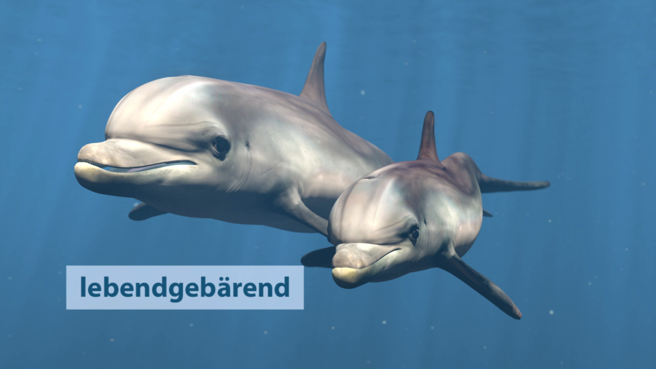 Zwei Delfine schwimmen im Wasser, einer größer als der andere. Der Text 'lebendgebärend' ist im Bild sichtbar.