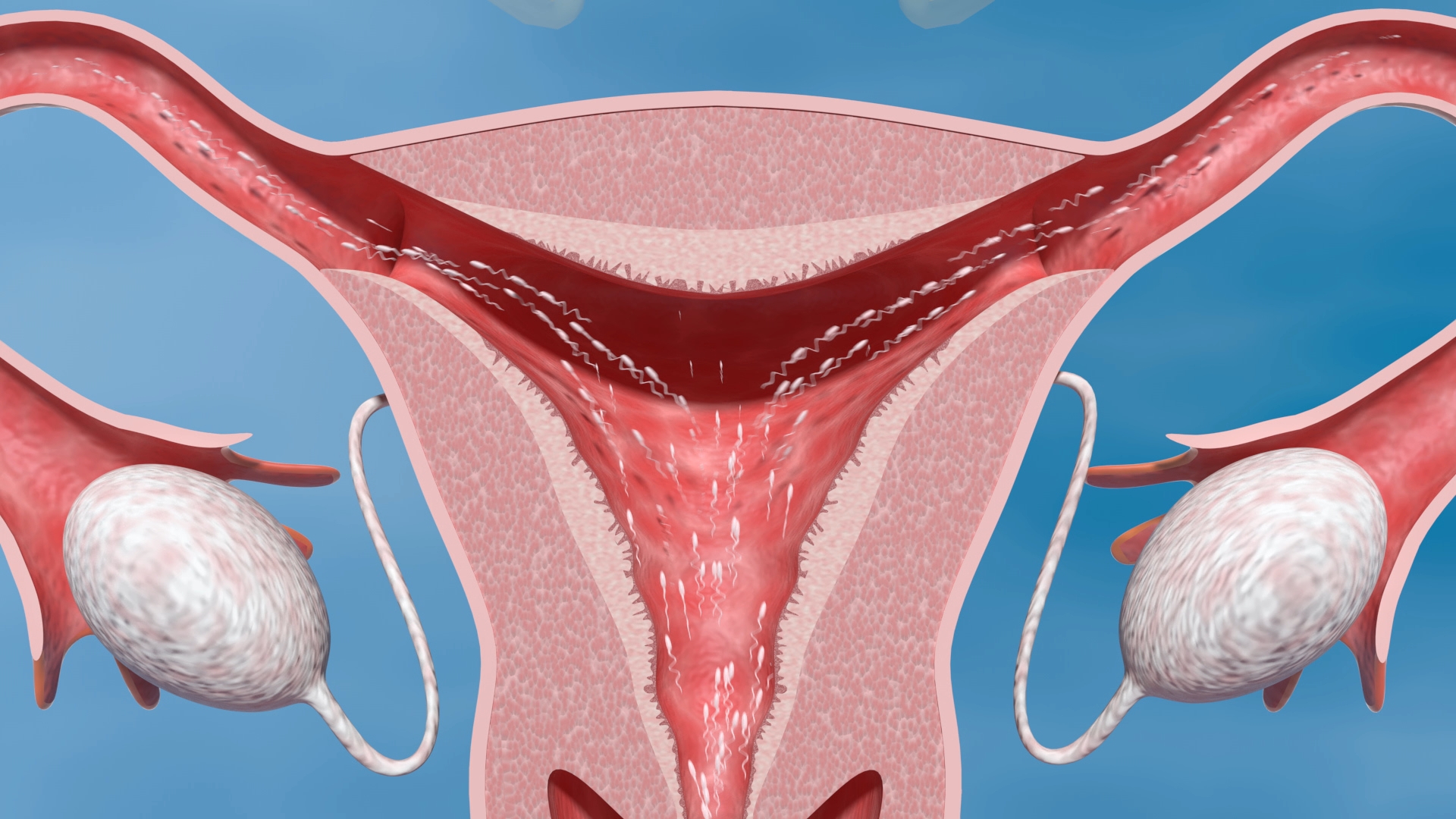 Anatomische Darstellung des weiblichen Fortpflanzungssystems, einschließlich Gebärmutter und Eierstöcke.