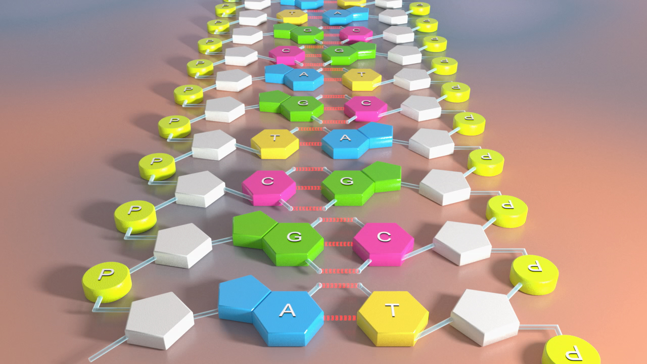 3D-Darstellung einer DNA-Doppelhelix mit farbigen Nukleotiden (A, T, C, G) und Zucker-Phosphat-Rückgrat.