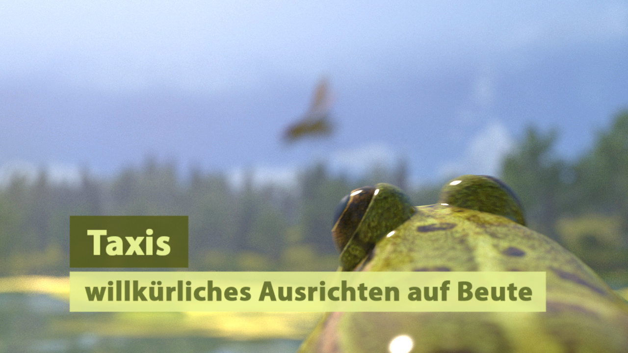 Ein Frosch mit glänzender Haut sitzt im Vordergrund, während ein Insekt im Hintergrund fliegt. Text: 'Taxis willkürliches Ausrichten auf Beute'