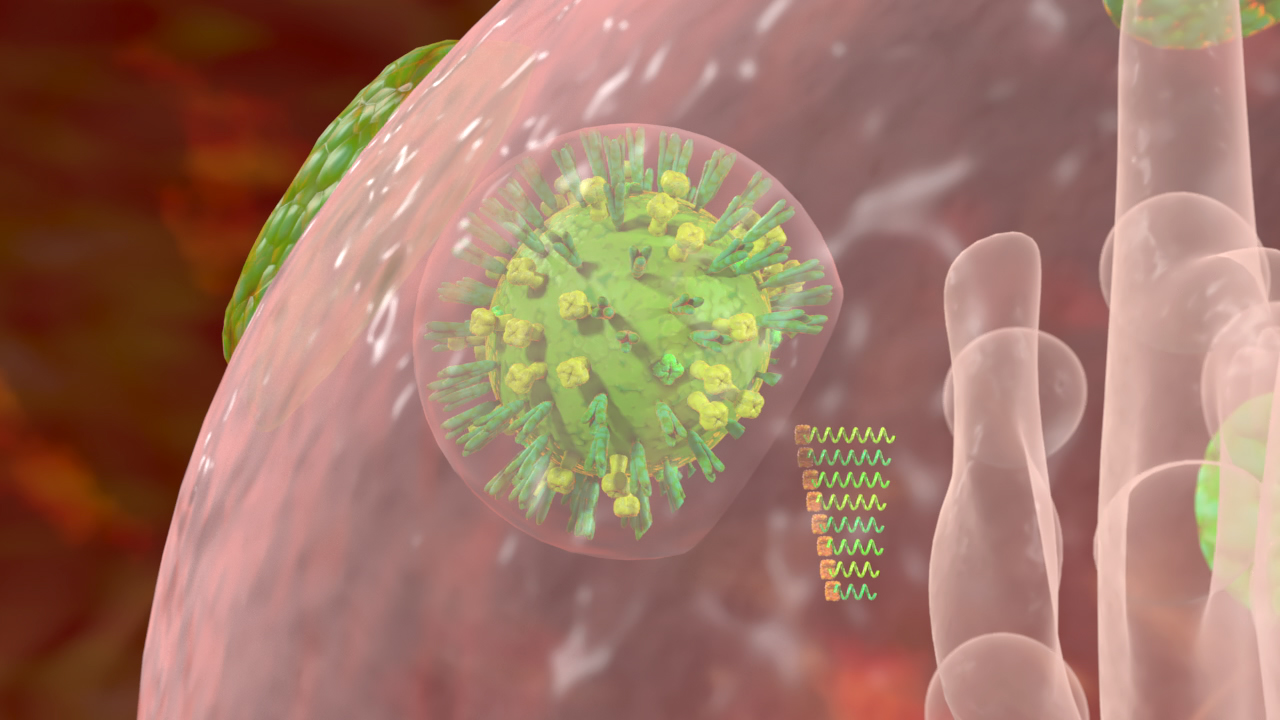 Grafik eines Virus, das an eine Zelle bindet, mit hervorgehobenen Strukturen und genetischem Material.