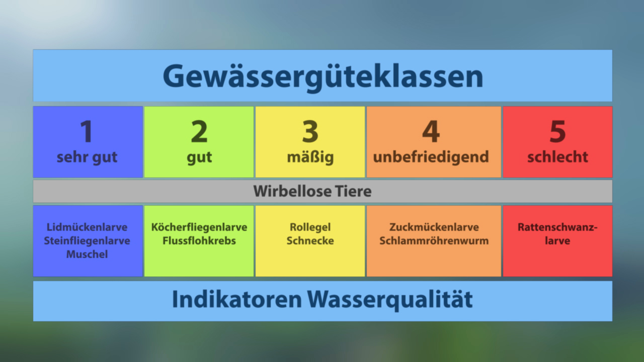 Tabelle der Gewässergüteklassen mit fünf Kategorien von sehr gut bis schlecht und den dazugehörigen Indikatoren wie Köcherfliegenlarve und Rattenschwanzlarve.