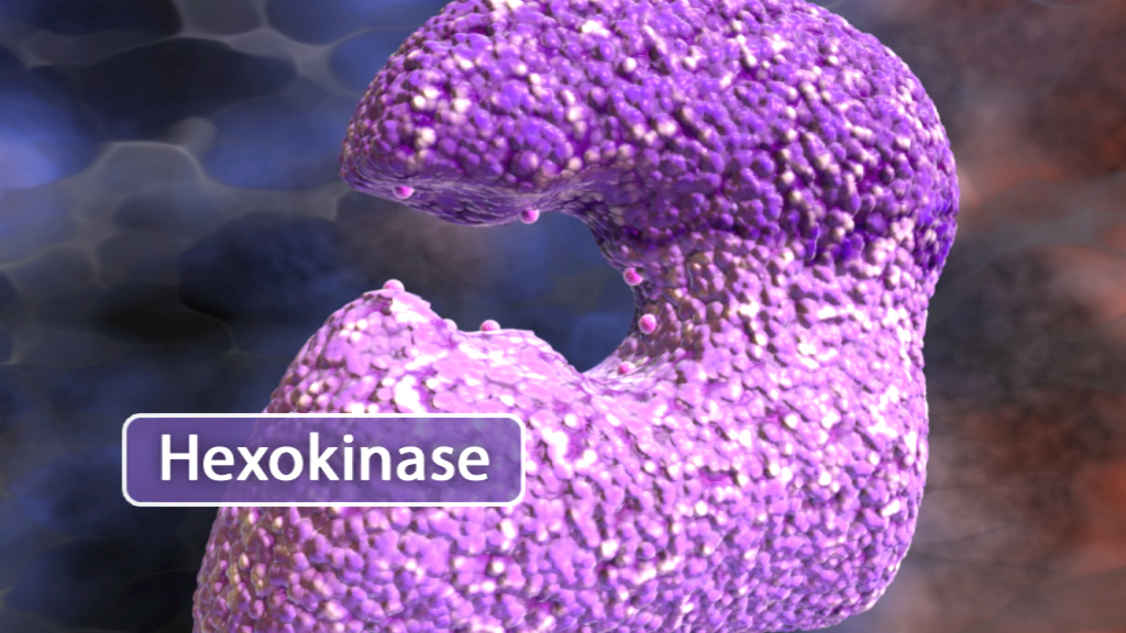 3D-Darstellung eines Hexokinase-Moleküls in lila Farbe.