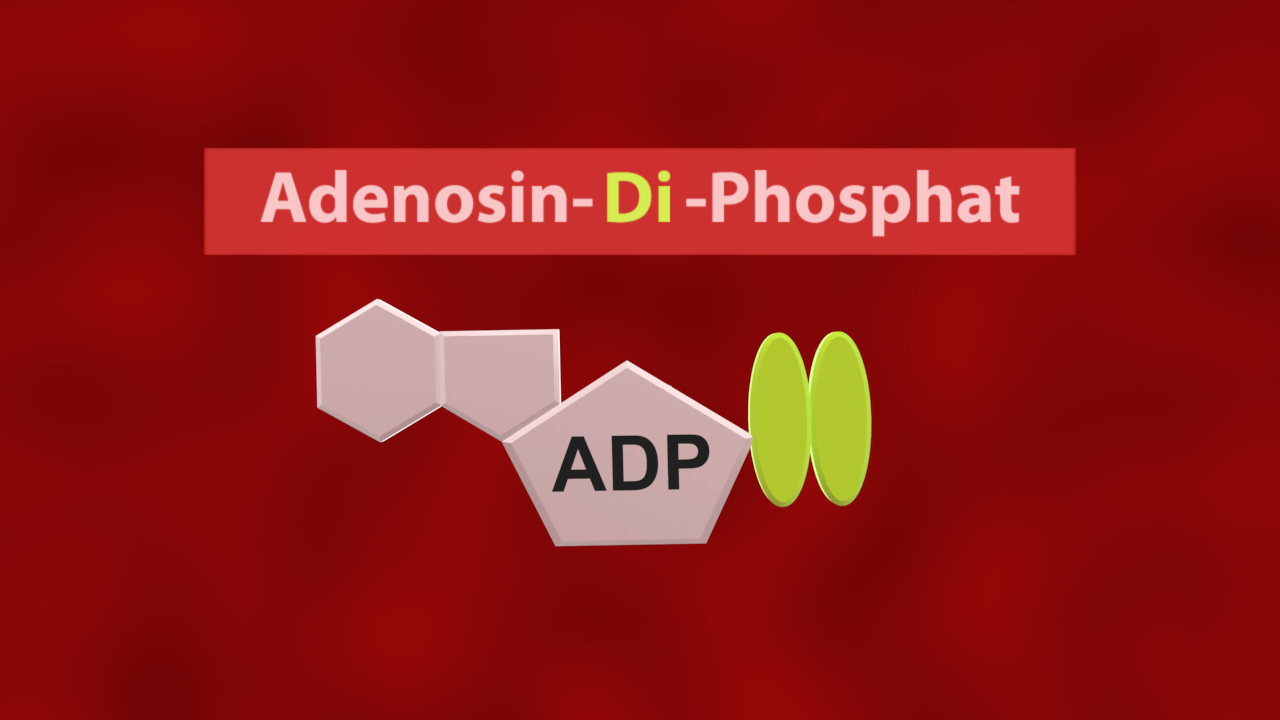 Diagramm von Adenosin-Di-Phosphat (ADP) mit chemischer Struktur und Beschriftung.