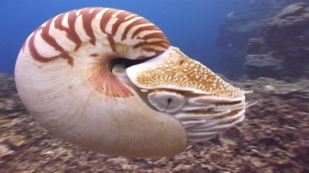 Ein Nautilus schwimmt im Ozean, mit einer spiralförmigen Schale und einem markanten Muster.