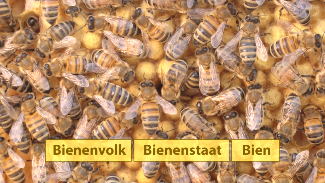 Nahaufnahme eines Bienenstocks mit vielen Bienen auf Waben, beschriftet mit 'Bienenvolk', 'Bienenstaat' und 'Bien'.