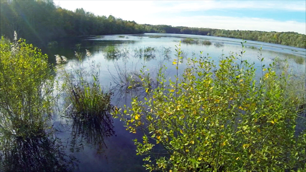 Ruhiger See mit grünen Pflanzen am Ufer und Bäumen im Hintergrund unter blauem Himmel.