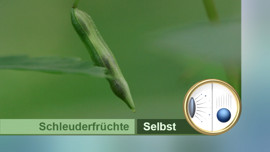 Nahaufnahme von Schleuderfrüchten, die an einer Pflanze hängen, mit unscharfem Hintergrund.