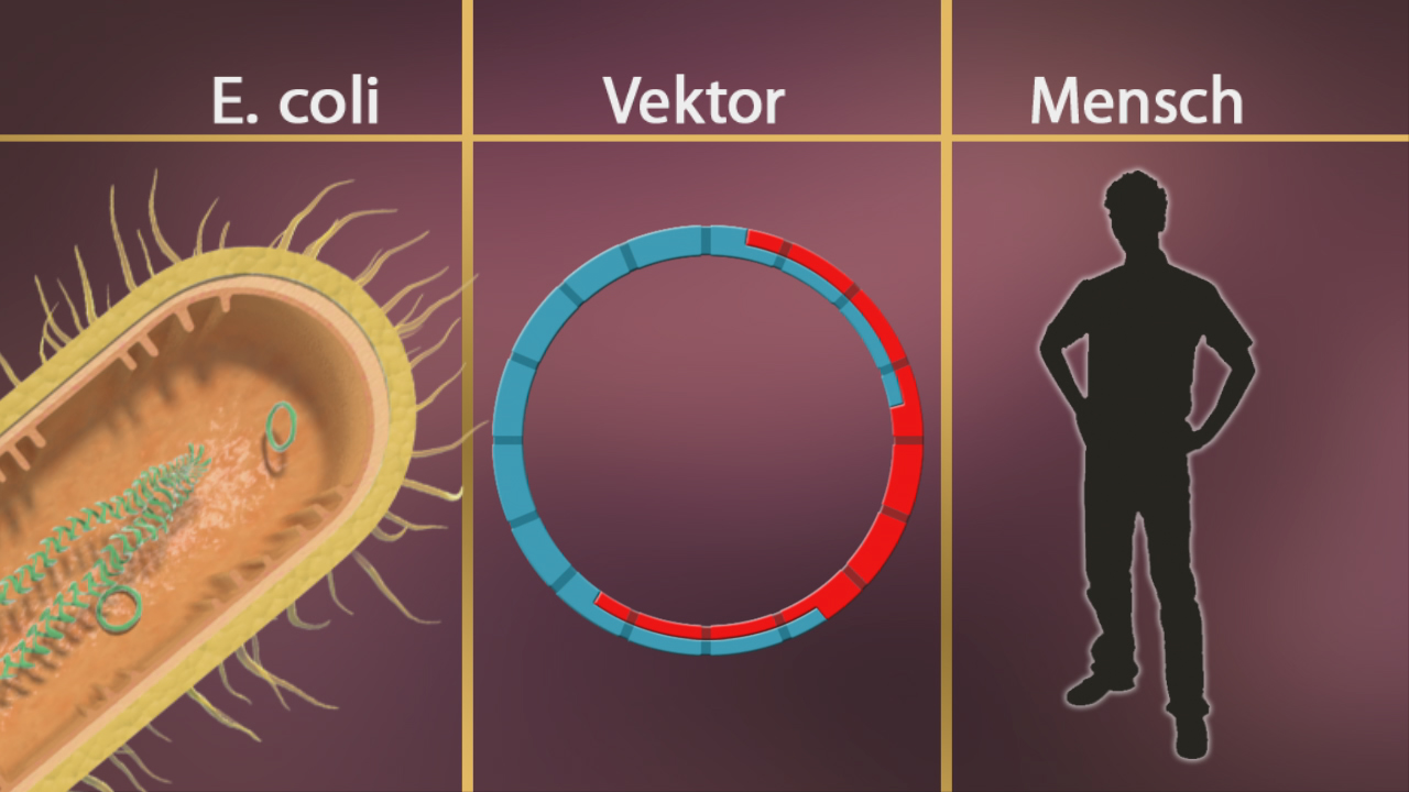 Diagramm zeigt E. coli Bakterium, einen Vektor und eine menschliche Silhouette, um genetische Übertragung darzustellen.