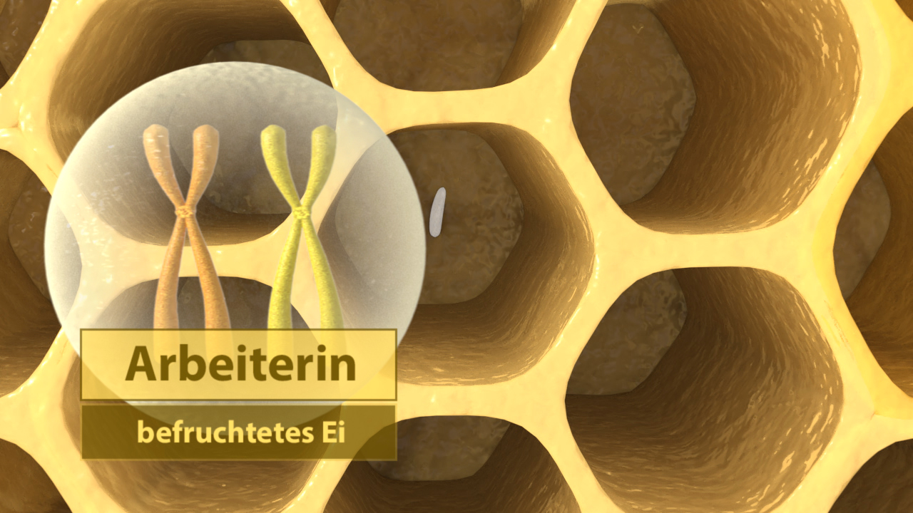 Grafik zeigt ein befruchtetes Ei in einer Wabe, mit dem Label 'Arbeiterin'.