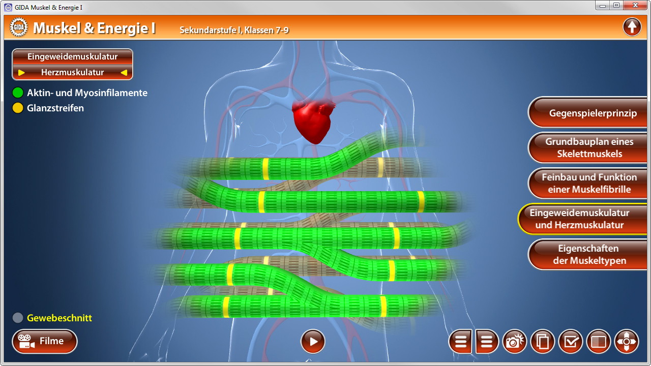 Diagramm des menschlichen Körpers mit Fokus auf Herzmuskulatur und Muskelstrukturen, zeigt Aktin- und Myosinfilamente.