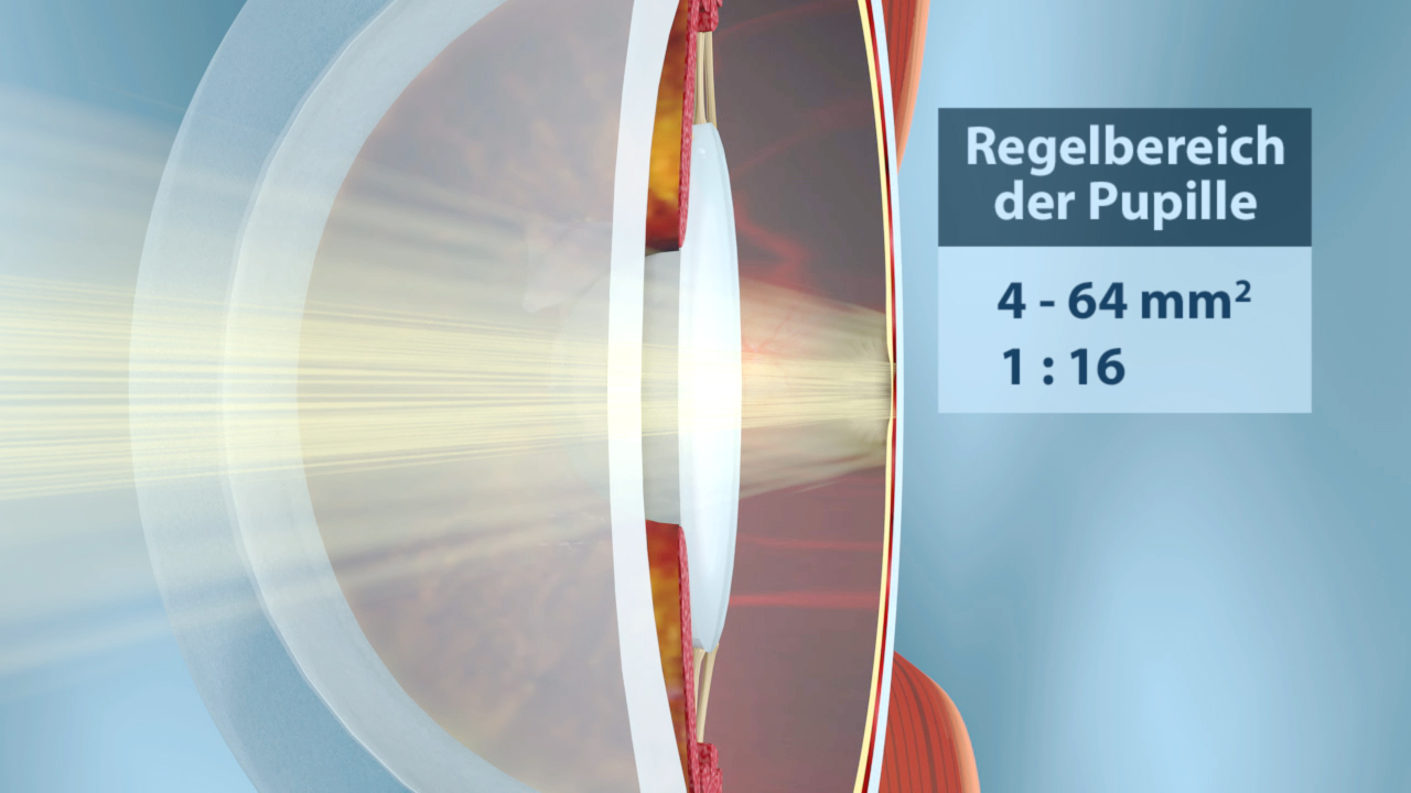 Diagramm, das den Regelbereich der Pupille zeigt, mit Werten von 4 bis 64 mm² und einem Verhältnis von 1:16.