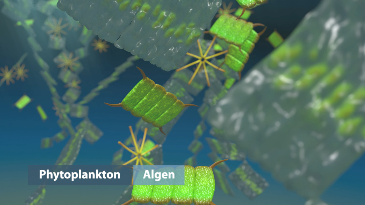 Animation von Phytoplankton und Algen im Wasser, zeigt grüne Zellstrukturen und ihre Bewegung.