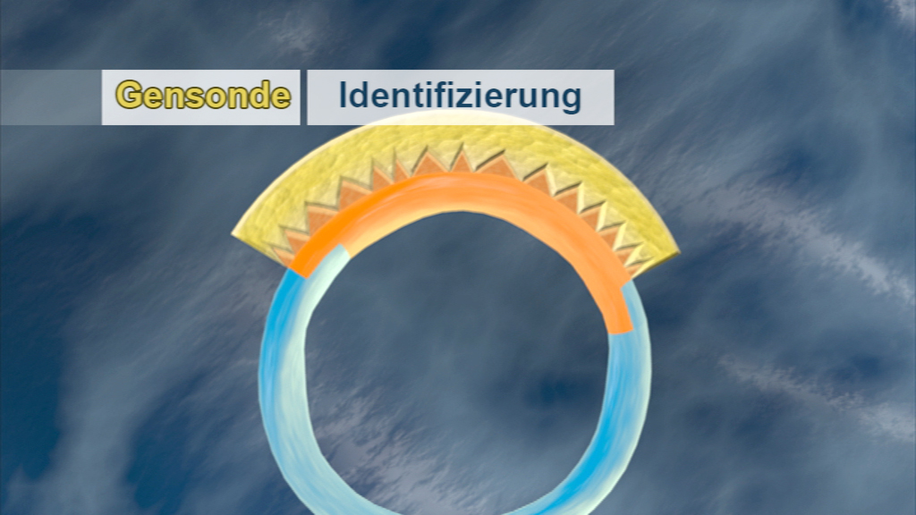 Grafik einer Gensonde zur Identifizierung, mit farbigen Segmenten und Zacken.