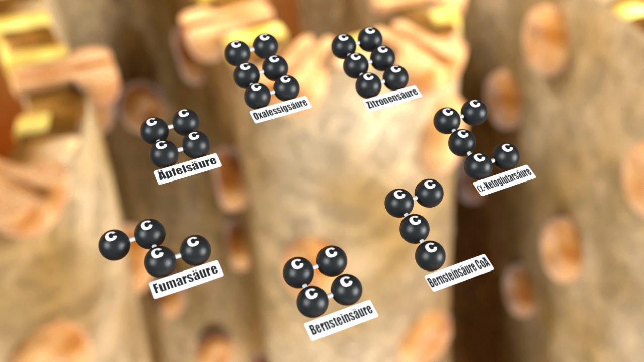 Molekülstruktur mit verschiedenen Säuren: Apfelsäure, Bernsteinsäure, Zitronensäure, Fumarsäure, Äpfelsäure, Bernsteinsäure, und Dicarbonsäure.