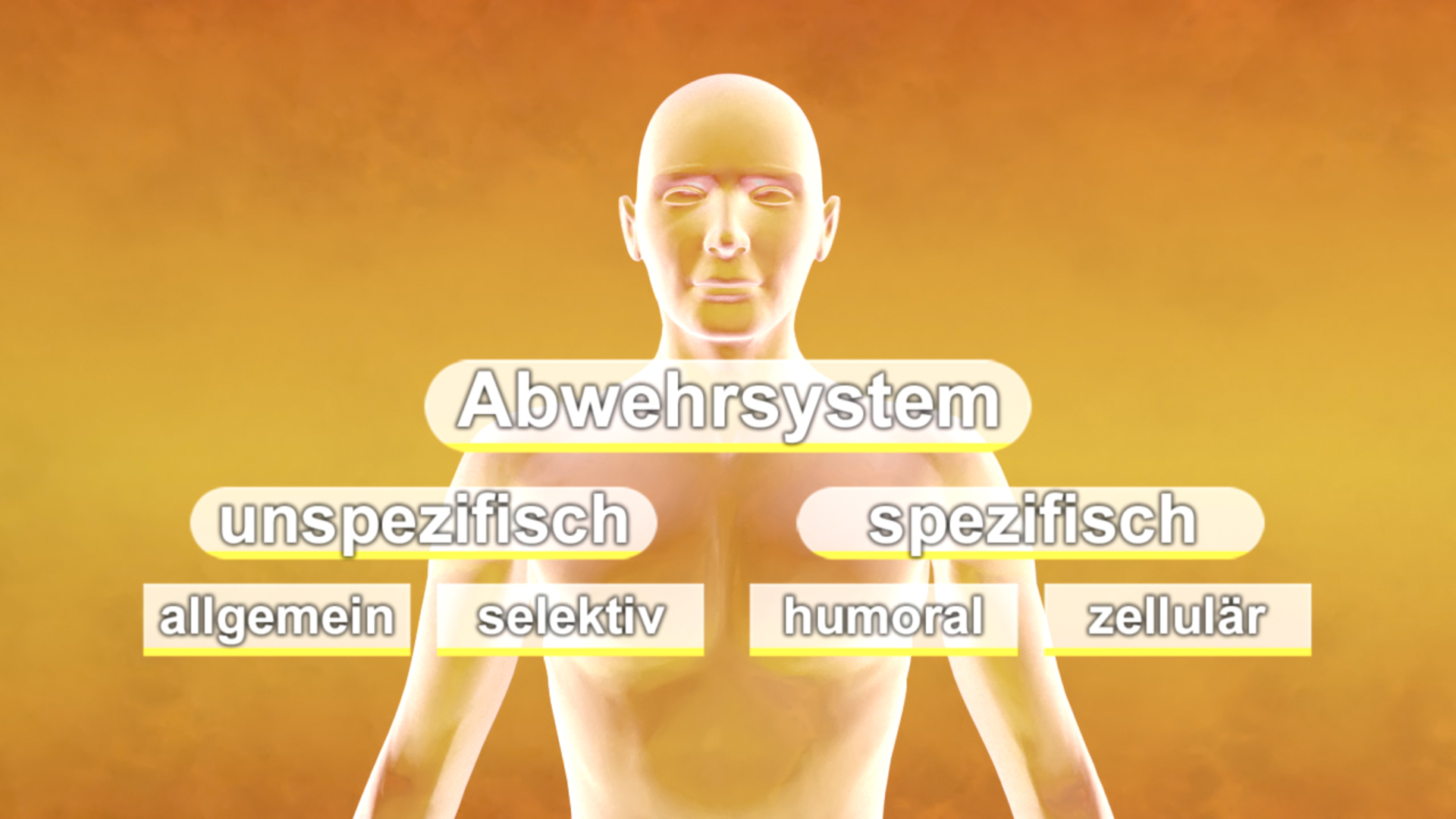 Diagramm des Abwehrsystems mit den Kategorien unspezifisch (allgemein, selektiv) und spezifisch (humoral, zellulär).