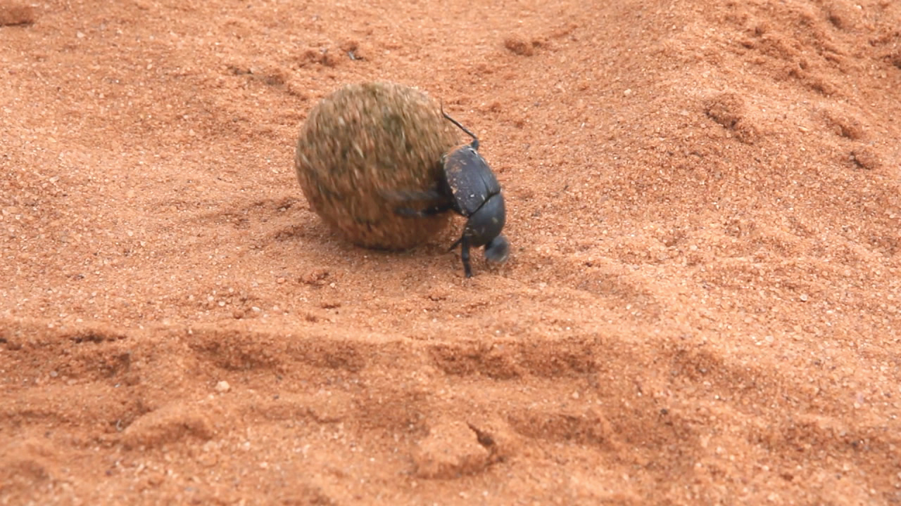 Ein Mistkäfer rollt eine Kugel aus Dung über den Sand.