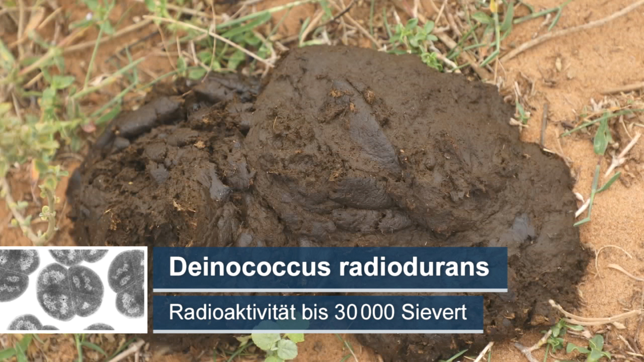 Dunkler Haufen Erde mit dem Text 'Deinococcus radiodurans' und Informationen zur Radioaktivität.