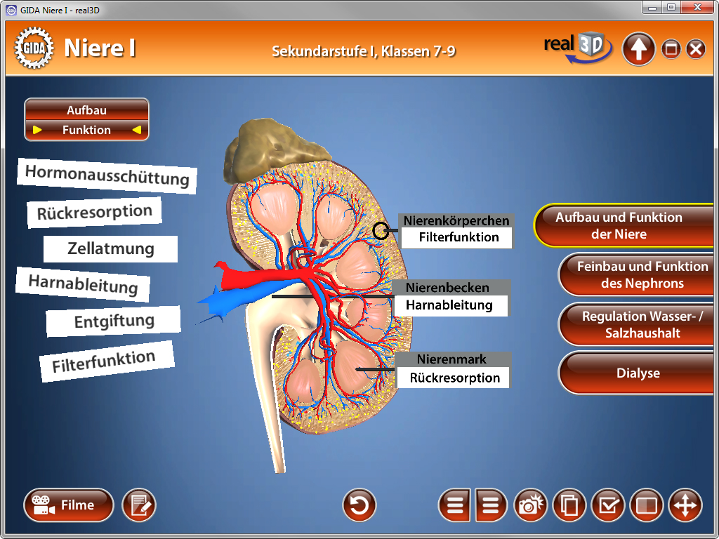Interaktive 3D-Darstellung einer Niere mit Beschriftungen zu Aufbau und Funktion, einschließlich Filterfunktion und Rückresorption.