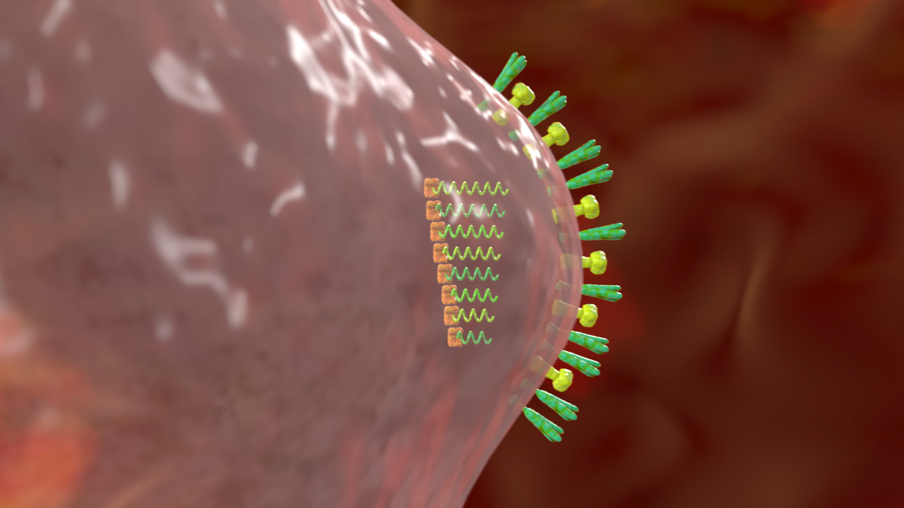 3D-Darstellung eines Virus, das an eine Zellmembran bindet, mit grünen und gelben Strukturen.