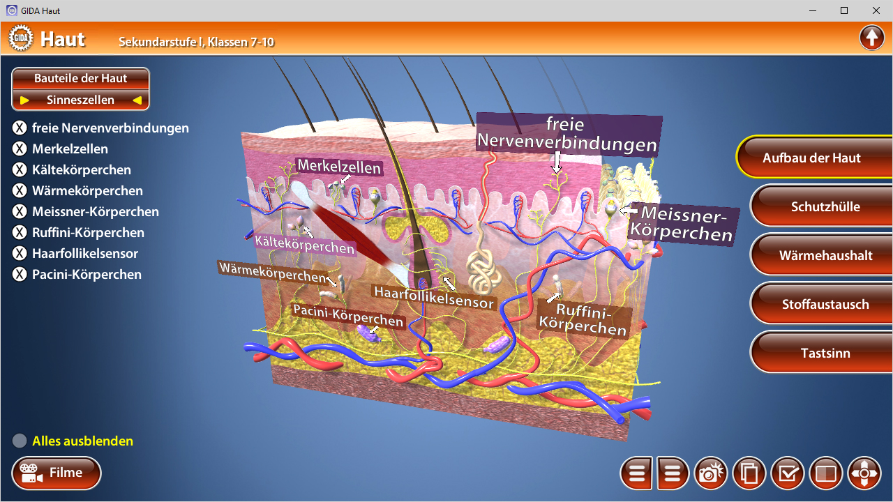 Diagramm der Hautschichten mit verschiedenen Sinneszellen und Nervenverbindungen.