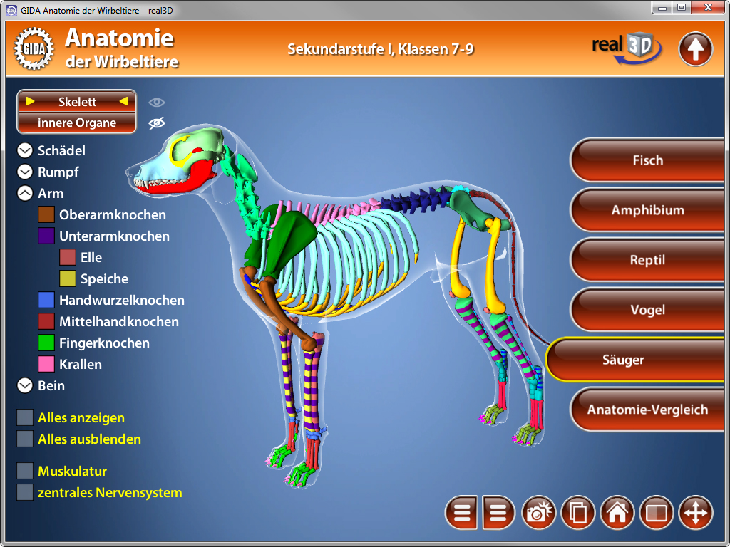 3D-Darstellung des Skeletts und innerer Organe eines Hundes, mit Beschriftungen für verschiedene Knochen und Organe.