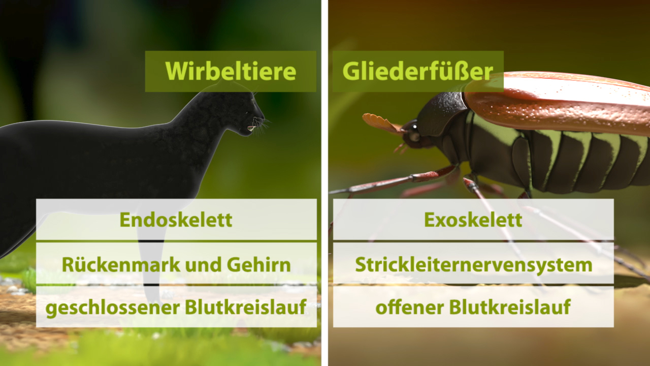 Vergleich zwischen Wirbeltieren und Gliederfüßern, mit Informationen zu Skelett, Nervensystem und Blutkreislauf.